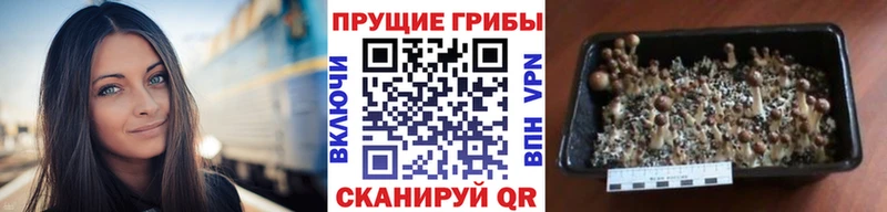 Галлюциногенные грибы ЛСД  ОМГ ОМГ ССЫЛКА  Протвино  купить  